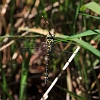 IMG_0479_Golden-ringed_Dragonfly_male